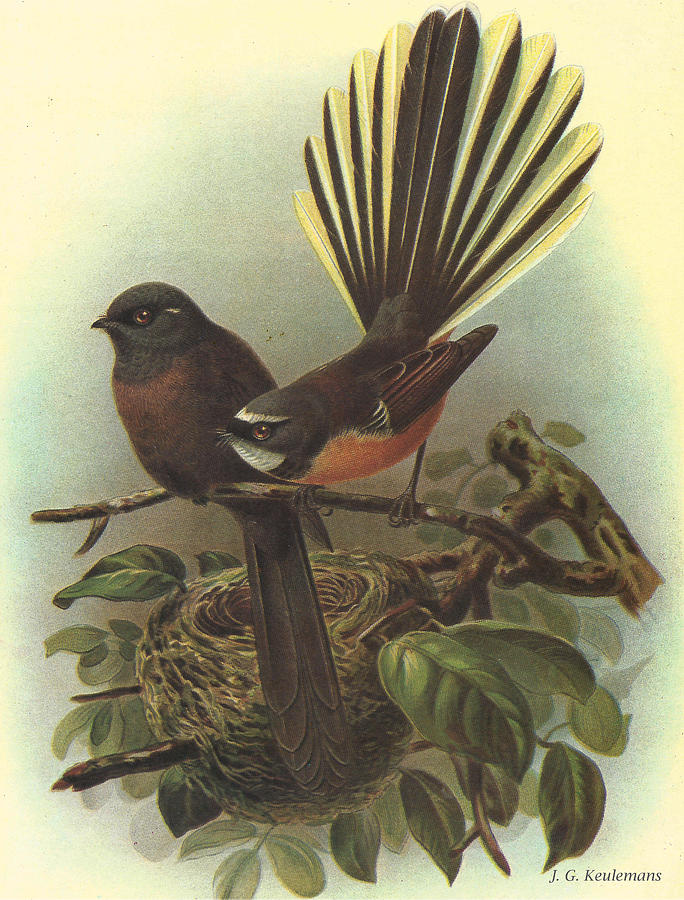 John James Audubon Painting - Fantail by Dreyer Wildlife Print Collections 