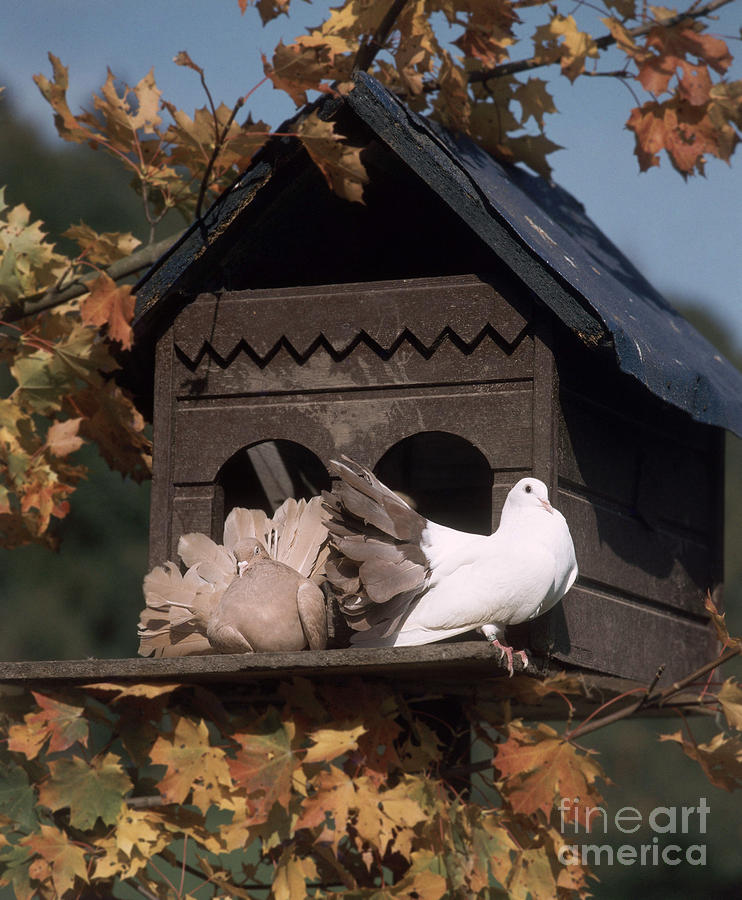Fantail Pigeons At Birdhouse Photograph by Hans Reinhard