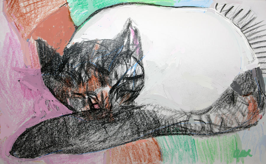 Cat Drawing - Fantasia Sleeping by Anita Dale Livaditis