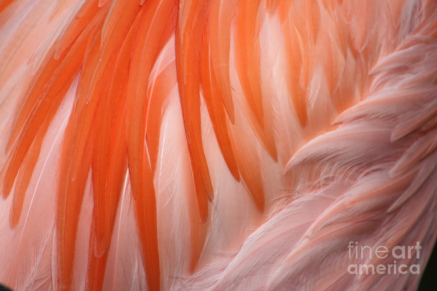 Fantastic Feathers Photograph