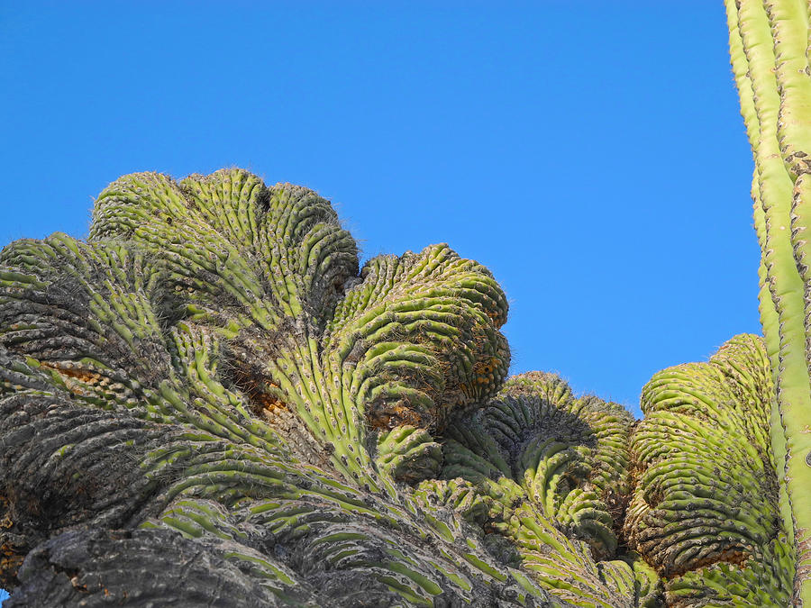 Fantastic Saguaro Crest Photograph by Lynda Lehmann