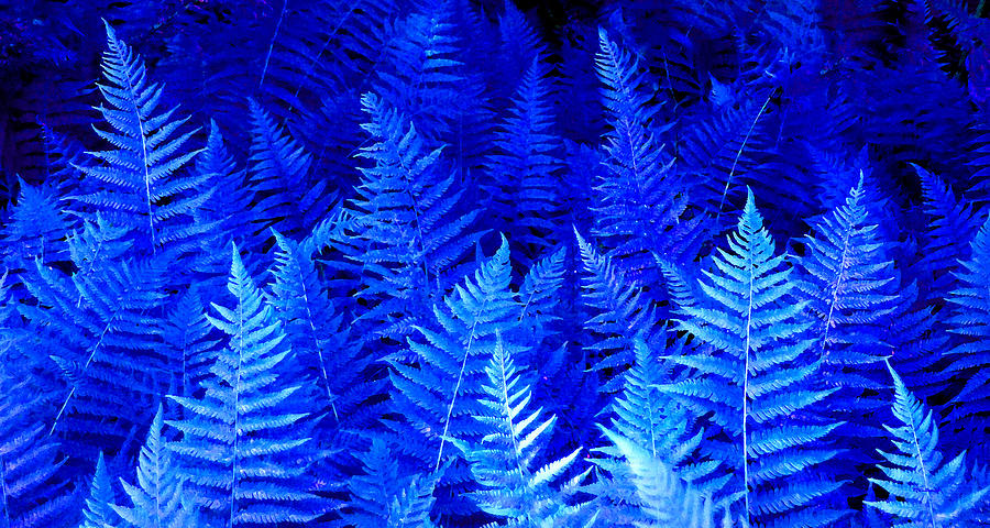 Fantasy Blue Ferns Photograph by Duane McCullough