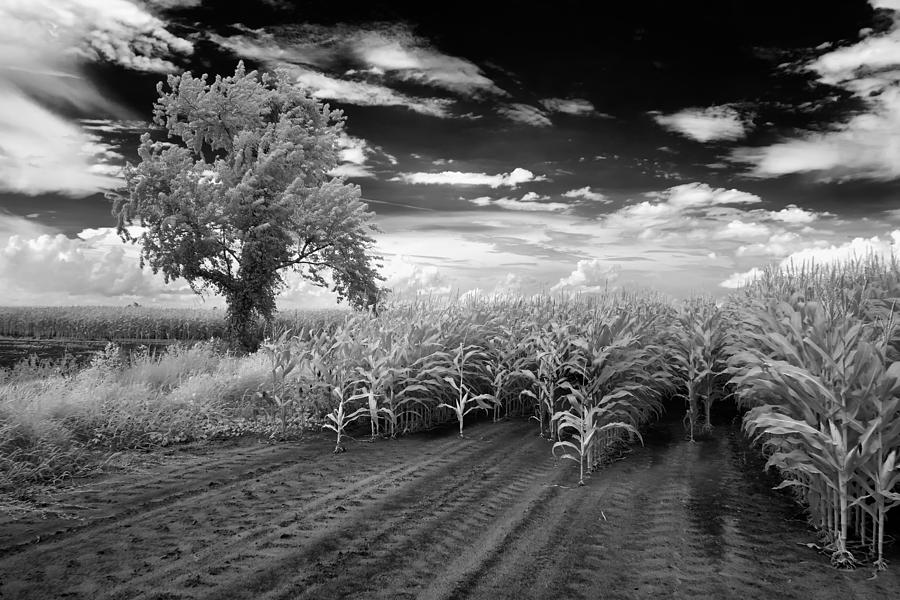 Fantasy Corn Photograph by Cindy Archbell