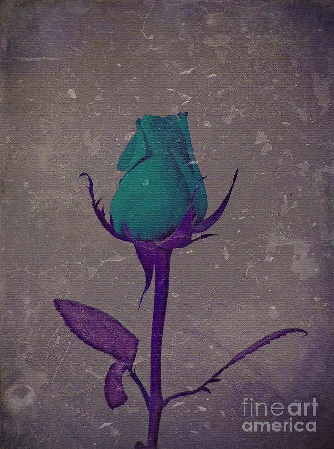 Fantasy Flower Teal And Purple Rose Bud Art Photograph