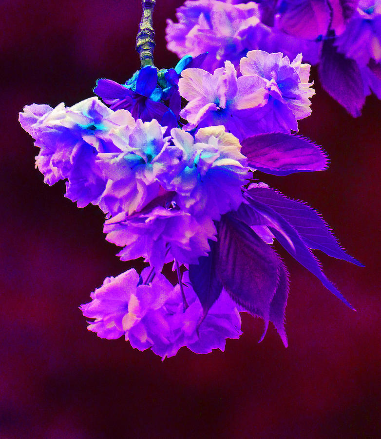 Fantasy Flowers 2 Photograph by Margaret Saheed