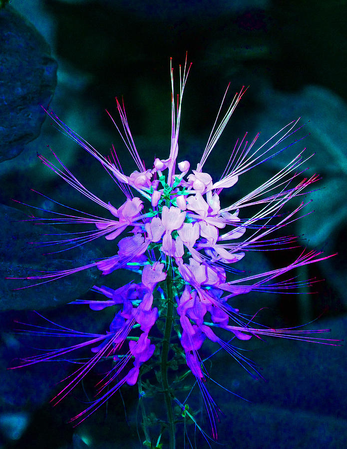 Fantasy Flowers 4 Photograph by Margaret Saheed