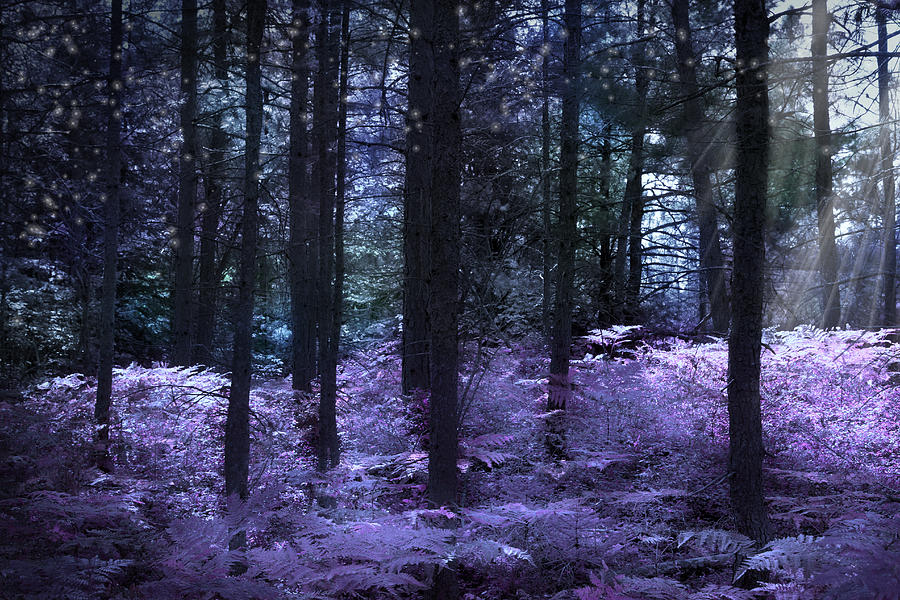 Up Movie Photograph - Fantasy Forest by Evie Carrier