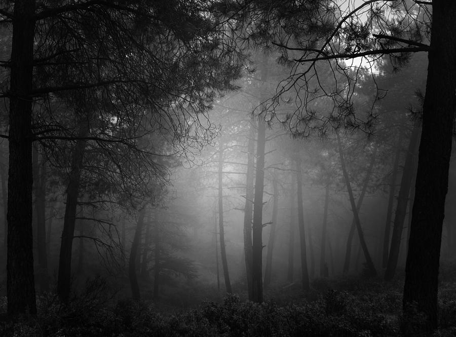 Black And White Photograph - Fantasy forest by Guido Montanes Castillo