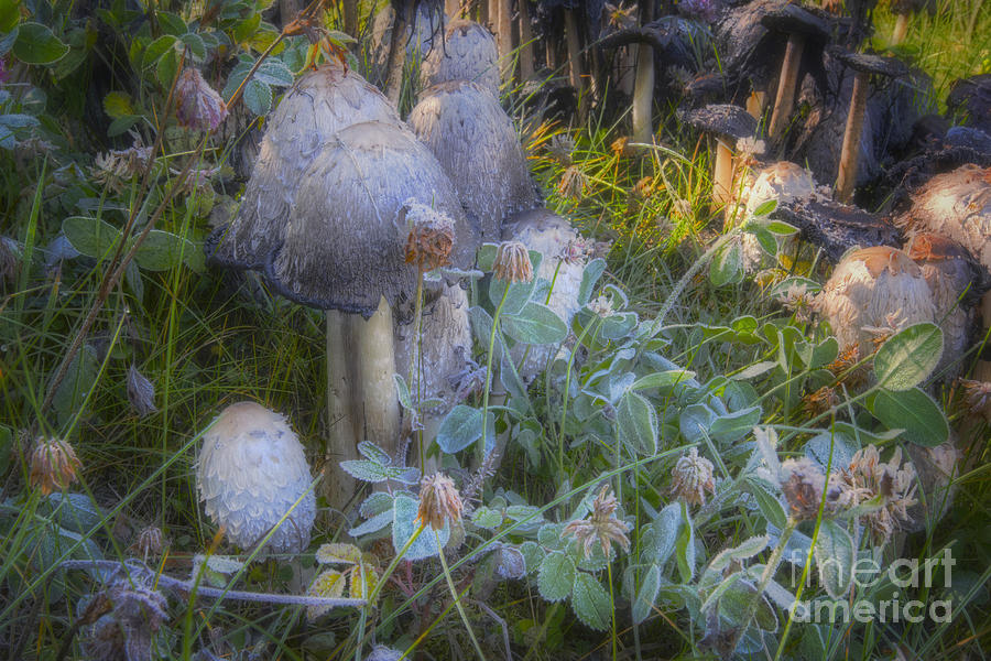 Mushroom Photograph - Fantasy in Miniature by Dan Jurak