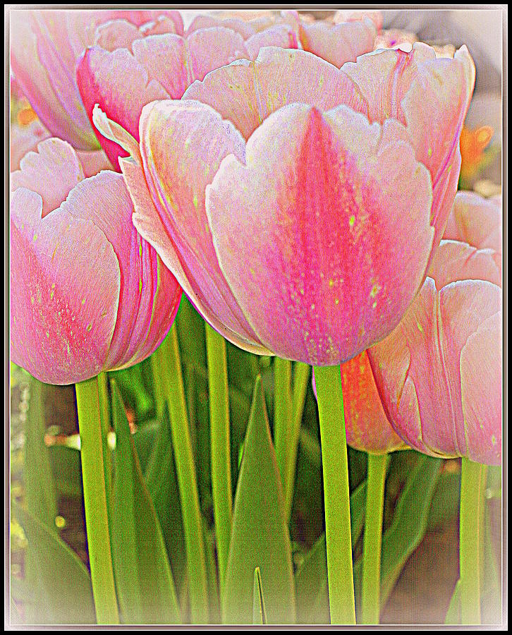 Fantasy in Pink - Tulips Photograph by Dora Sofia Caputo