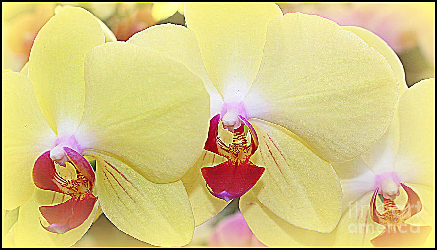 Orchid Photograph - Fantasy in Yellow - Orchids by Dora Sofia Caputo