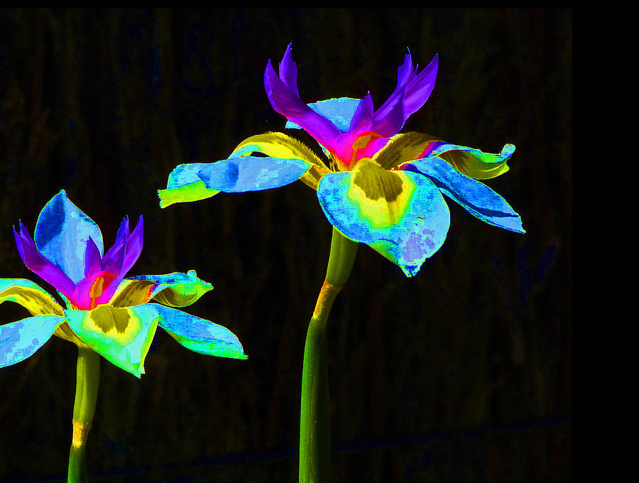 Fantasy Irises 2 Photograph by Margaret Saheed