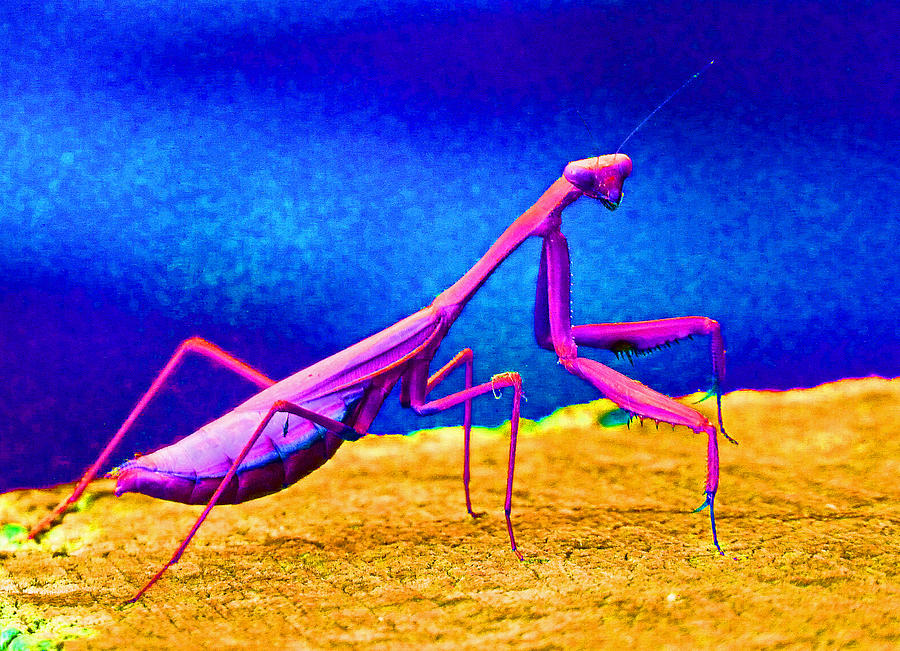 Fantasy Mantis Dance Photograph by Margaret Saheed