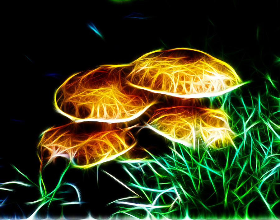 Fantasy Mushrooms Photograph by Bill Barber