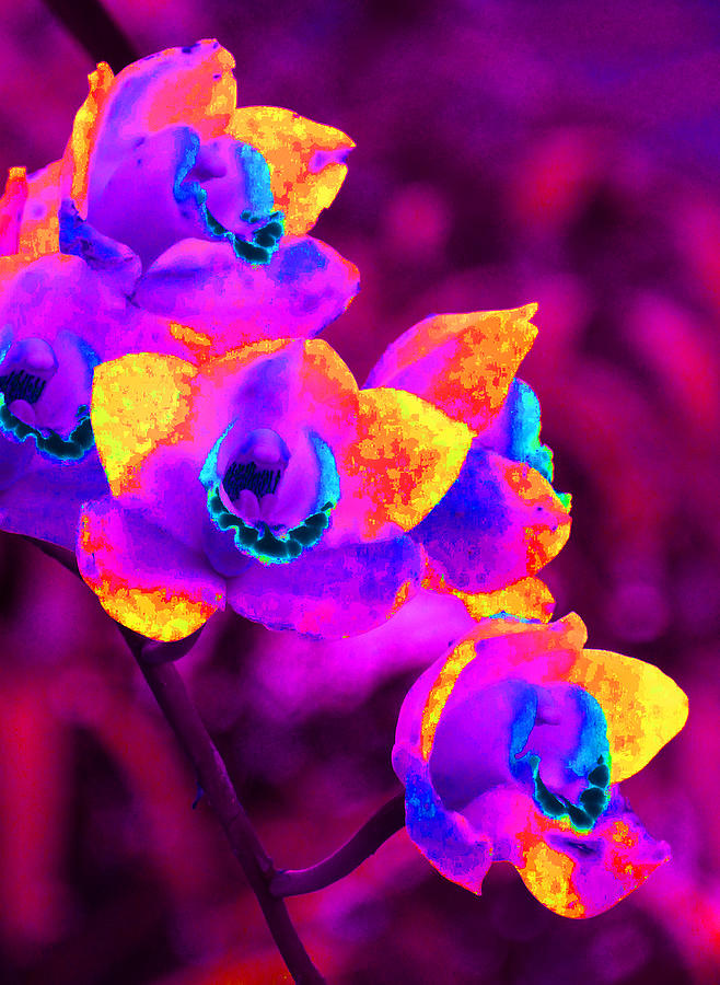 Fantasy Orchids Photograph by Margaret Saheed
