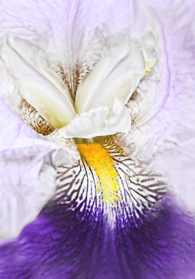 Fantasy Purple Iris Flower Photograph by Jennie Marie Schell
