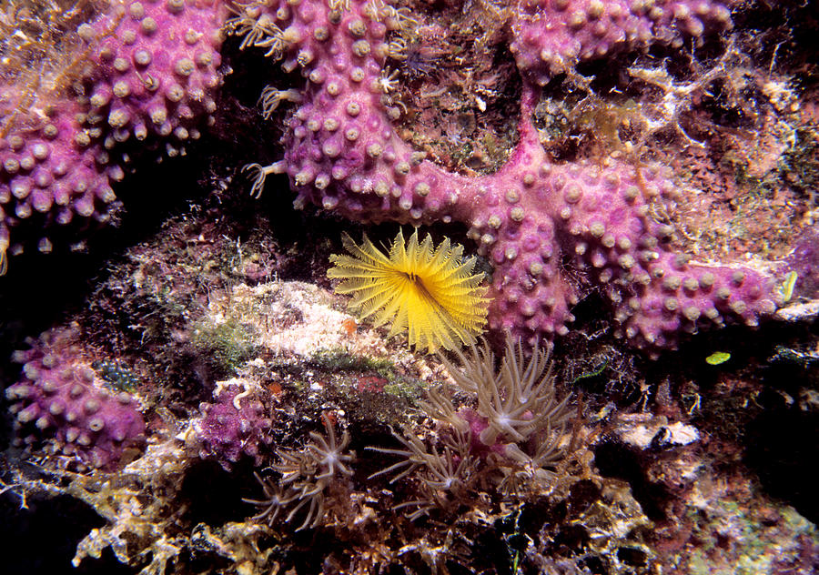 Fanworm In Coral Photograph by Mary Beth Angelo