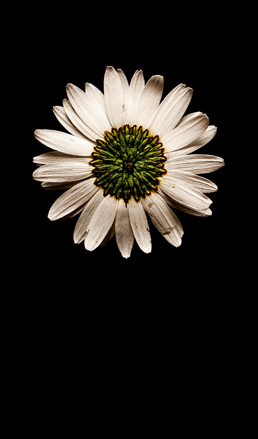 Far Side Of The Daisy No Text Photograph by Weston Westmoreland