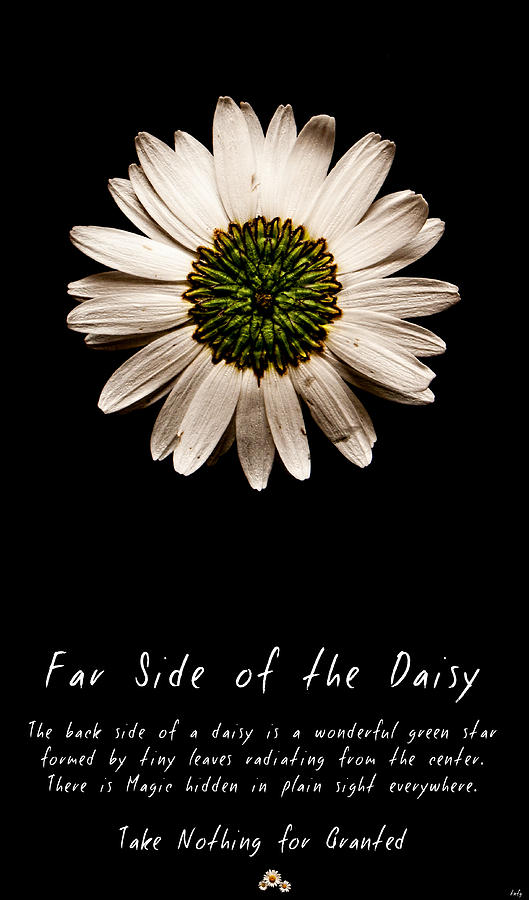 Far Side Of The Daisy Photograph by Weston Westmoreland