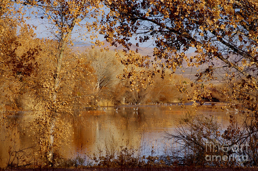 Far Side of the Pond Photograph by Vicki Pelham