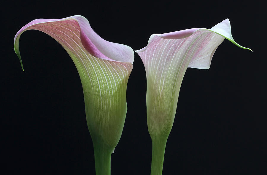 Lily Photograph - Farbenspiel by Juergen Roth