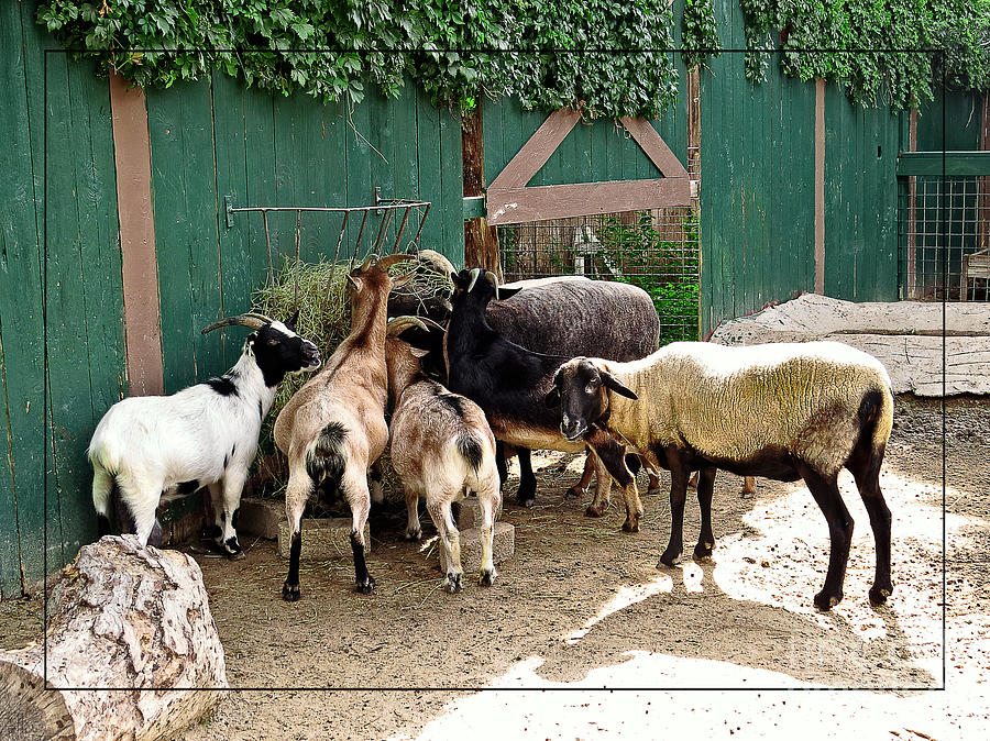 Farm Animals Photograph - Farm Animals and Green Barn by Ella Kaye Dickey