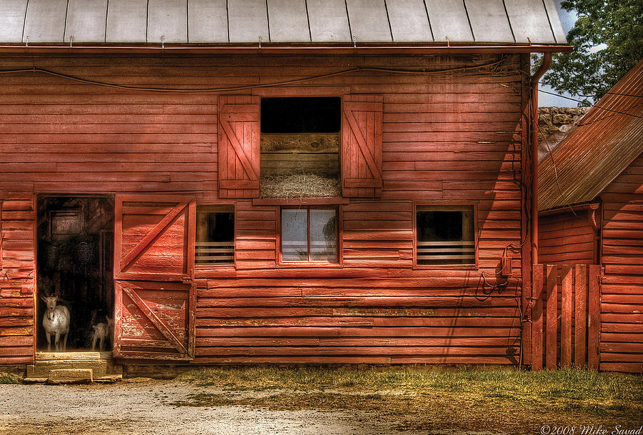 Vintage Photograph - Farm - Barn - Visiting the Farm by Mike Savad
