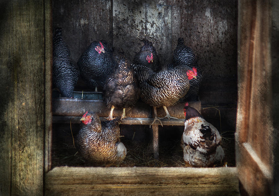 Farm - Chicken - The Hen House Photograph by Mike Savad