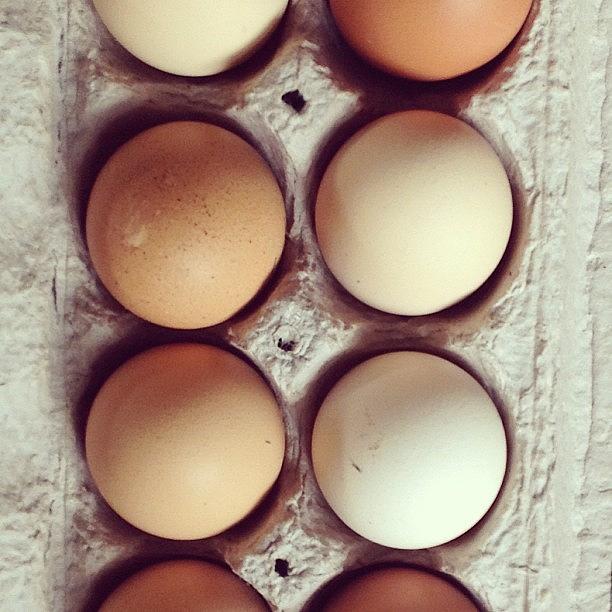 Farm Eggs Photograph by Adina St John