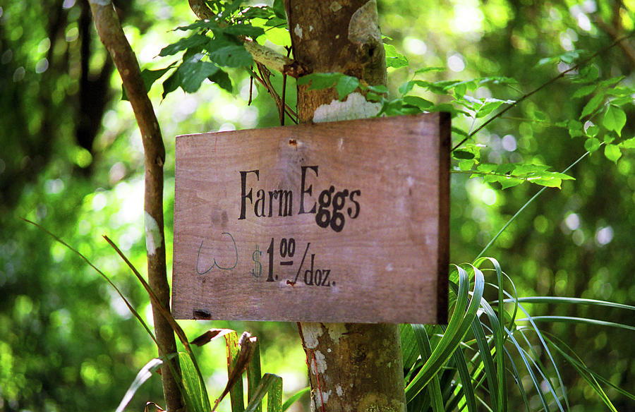Farm Eggs Photograph by Frank Romeo