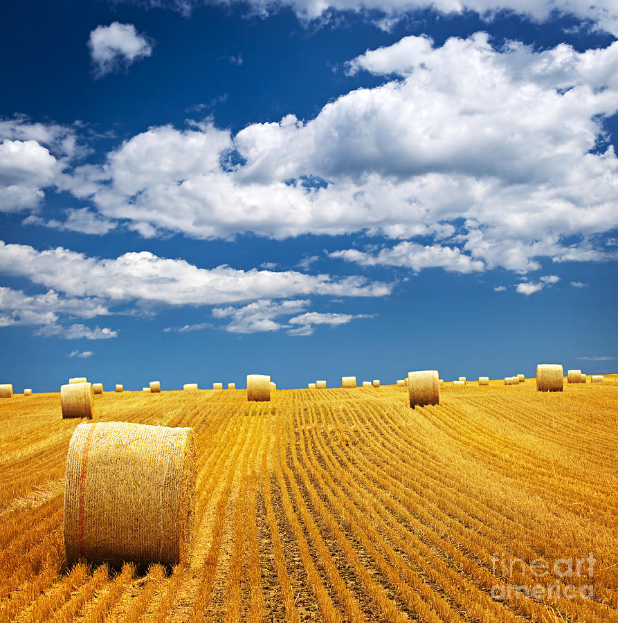 Farm Field With Hay Bales Photograph