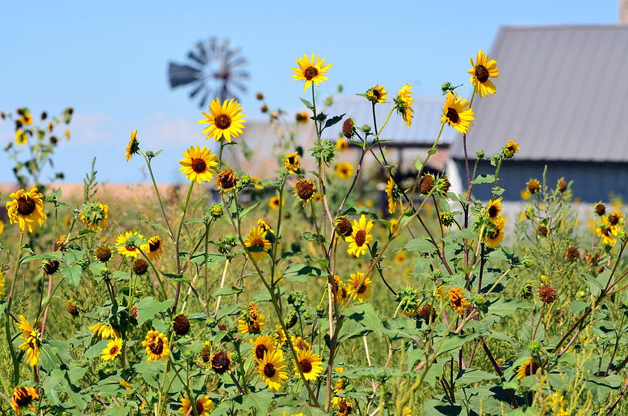 Farm Flowers Photograph by Clarice Lakota