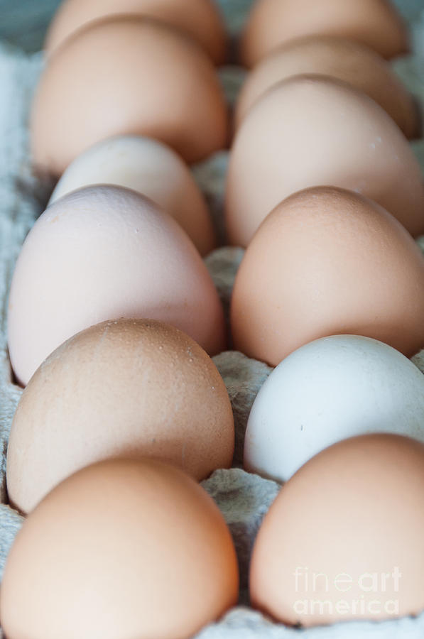 Farm Fresh Eggs Photograph by Cheryl Baxter