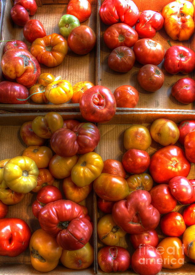 Farm Fresh Tomatoes Photograph by Dan Stone