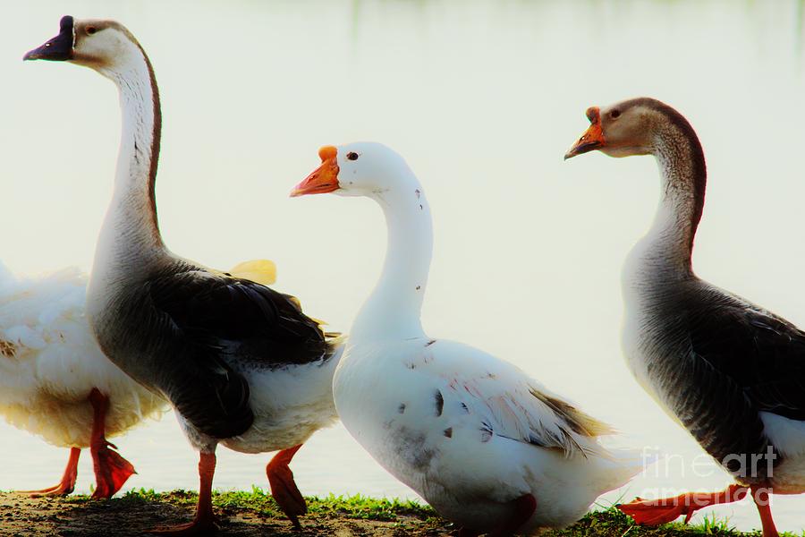 Farm Geese 2 Photograph by Lynda Dawson-Youngclaus