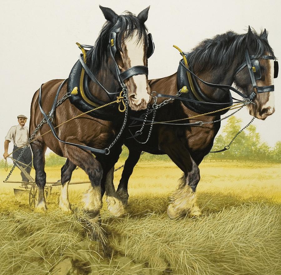 David Nockels Painting - Farm Horses by David Nockels