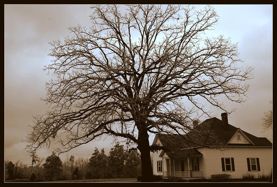 Tree Photograph - Farm House by Lisa Wooten