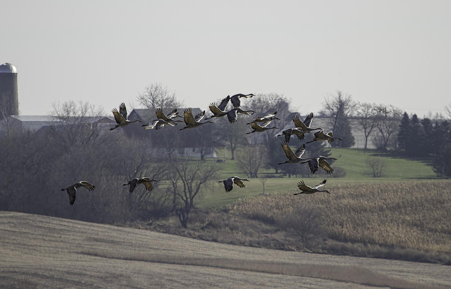 Crane Photograph - Farm Land Sandhill Cranes by Thomas Young