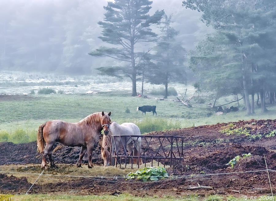 Farm Life at Dawn Photograph by Richard Bean