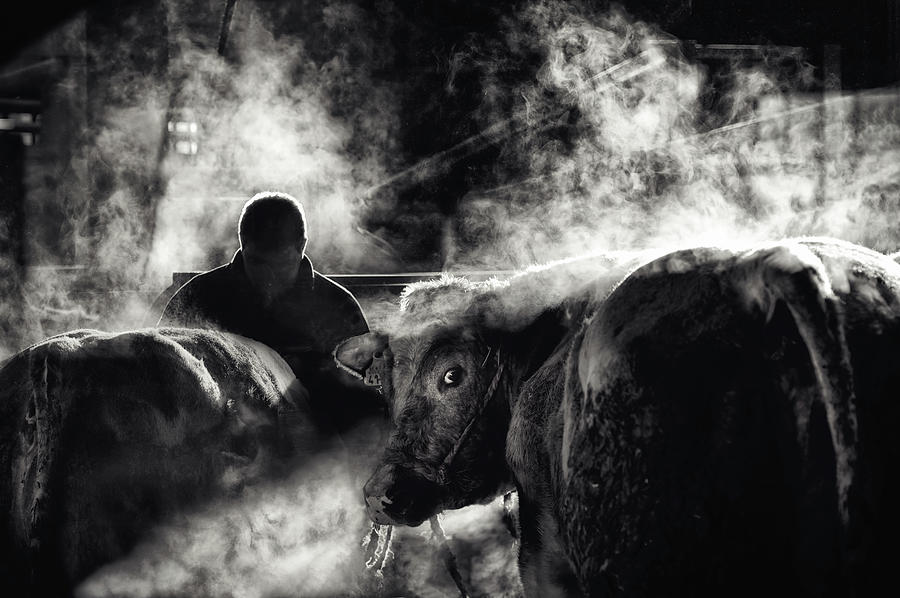 Black And White Photograph - Farm Life by Piet Flour