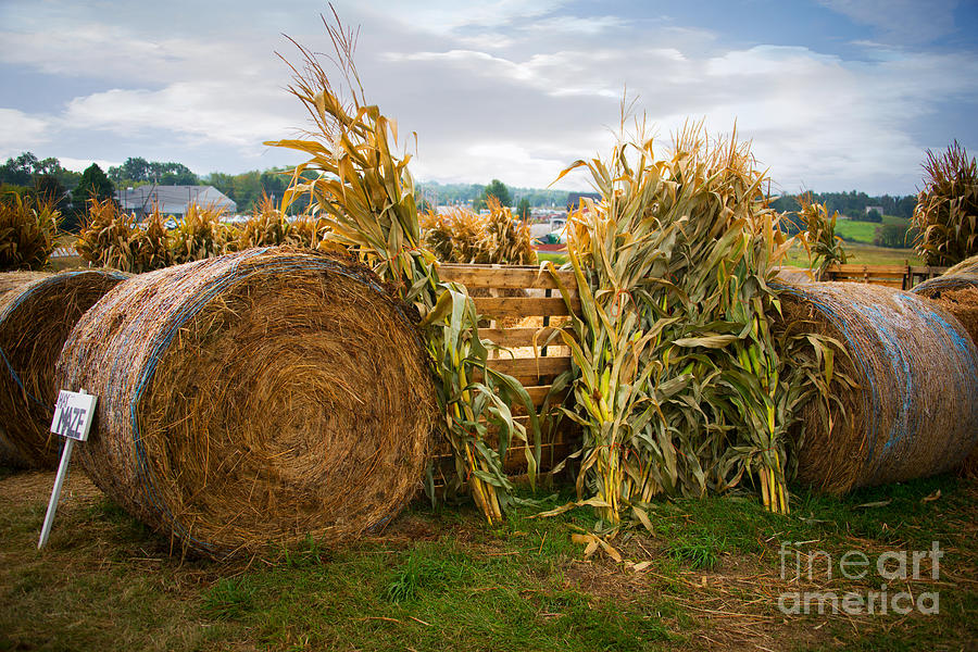 Fall Photograph - Farm Life1 by Mary Koenig Godfrey