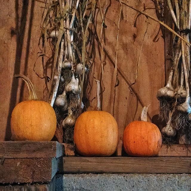 Pumpkin Photograph - Farm Living by Melissa Yosua-Davis