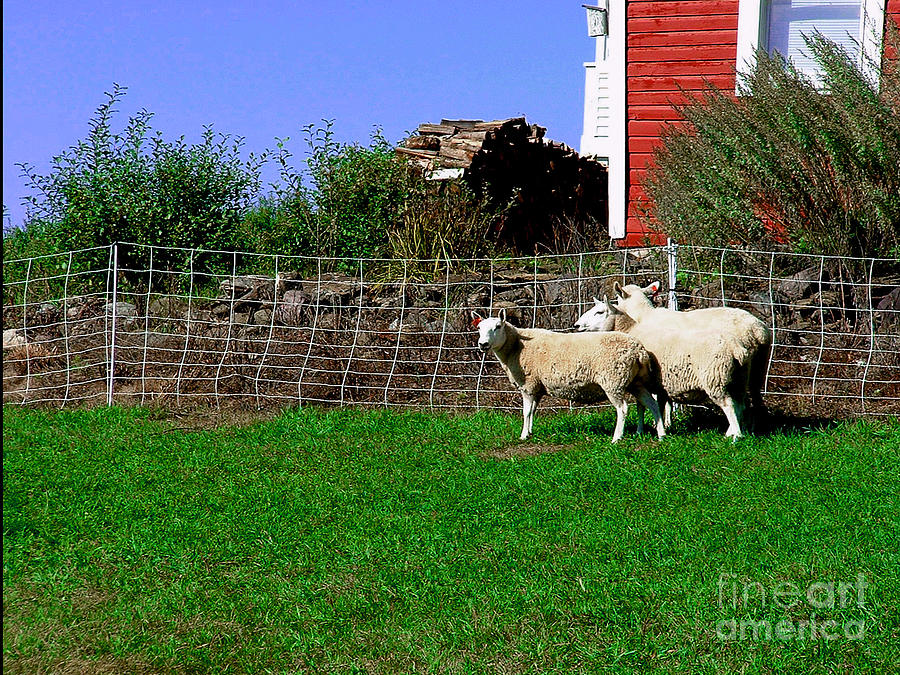 Farm Sheep Photograph