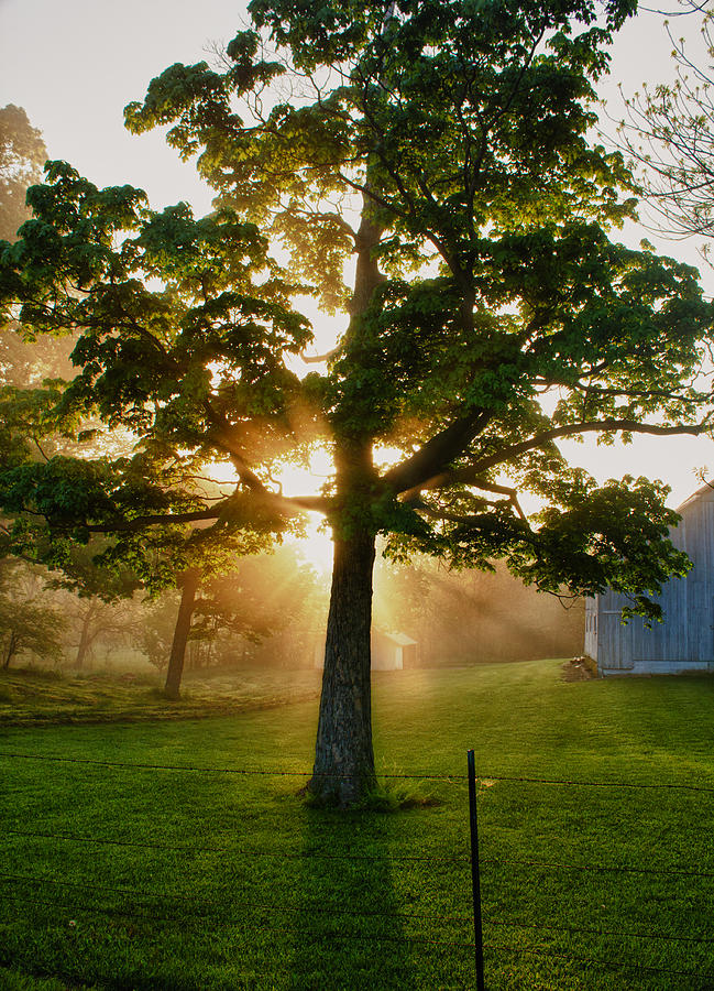 Tree Photograph - Farm Sunrise by Bailey and Huddleston