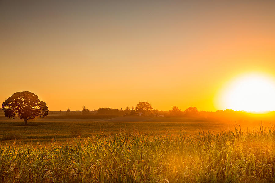 Farm sunset Photograph by Kunal Mehra