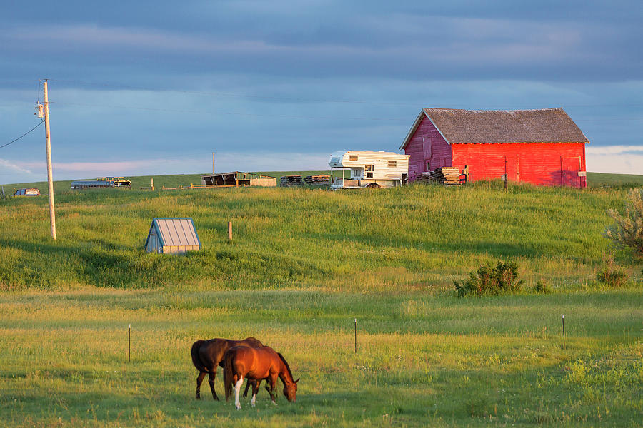 Farm With Barn & Horses, Northern Photograph by Peter Adams