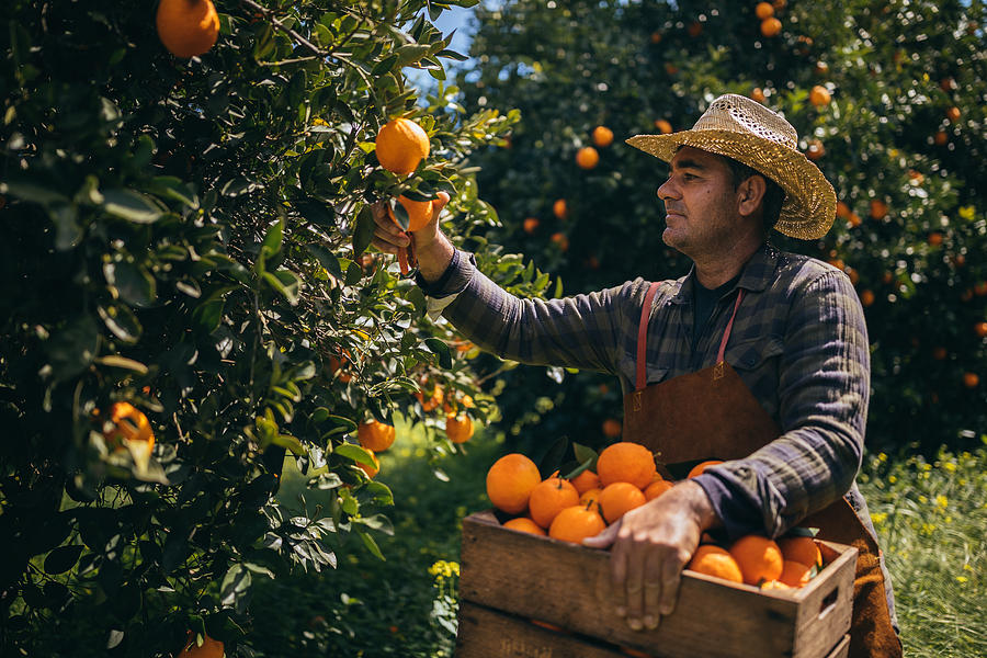 Farm worker picking ripe oranges from orange tree branches Photograph by Wundervisuals