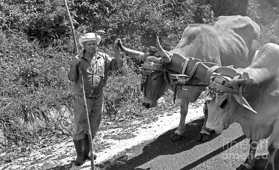Animal Photograph - Farmer and his Oxen by Freda Sbordoni
