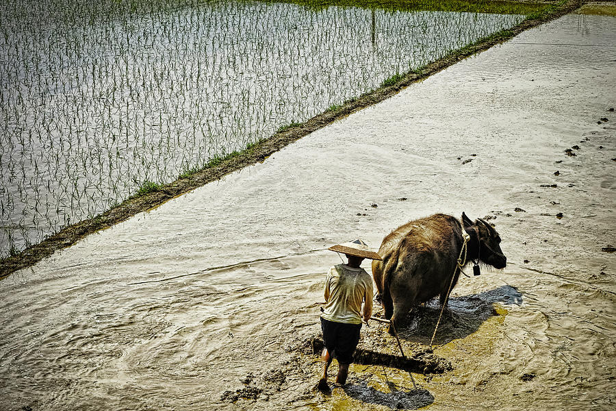 Farmer And Water Buffalo Working In A Photograph by John Wang