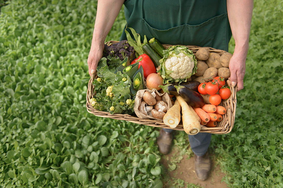 Farmer carrying organic vegetables in box for delivery, close up Photograph by Monty Rakusen